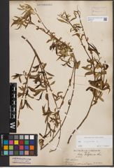 Foto von Salix babylonica L.